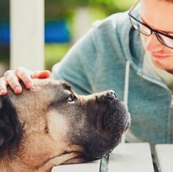 3 Things to Keep in Mind When Caring for a Senior Dog
