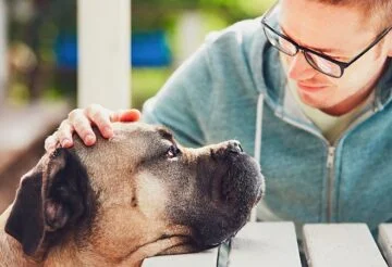 3 Things to Keep in Mind When Caring for a Senior Dog