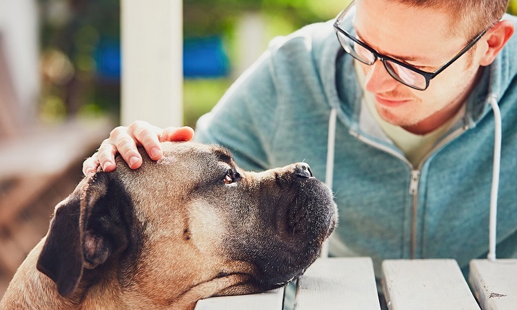 3 Things to Keep in Mind When Caring for a Senior Dog