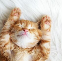 Cat Diseases and Feline Diabetes – Our Responsibilities As Owners