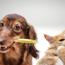 Dog and Cat Dental Health