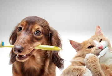 Dog and Cat Dental Health