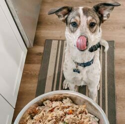 Raw Dog Food for Growing Puppies