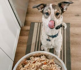 Raw Dog Food for Growing Puppies