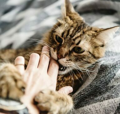 Ensuring That Your Feisty Feline Is Well Cared For