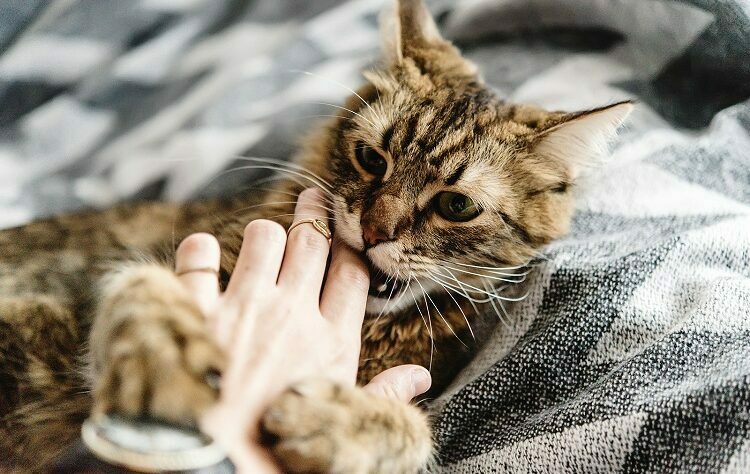 Ensuring That Your Feisty Feline Is Well Cared For
