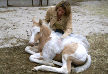 Every Foal Should Have Some Training