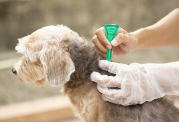 Flea and Tick Treatment for Dogs – Things You Should Know