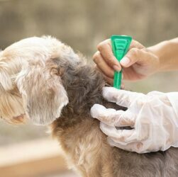 Flea and Tick Treatment for Dogs – Things You Should Know
