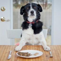 How to Choose the Best Dog Food