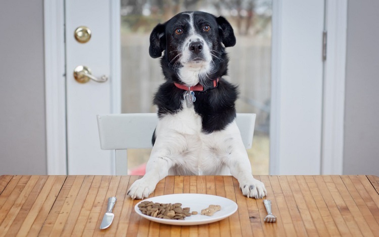 How to Choose the Best Dog Food