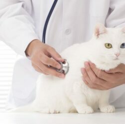 Pet Insurance & Cat Insurance