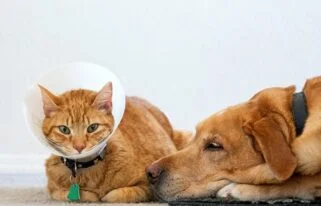 Pet Insurance for Cats
