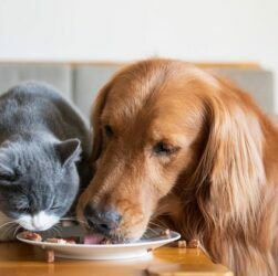 Healthy Dogs Need Proper Diet