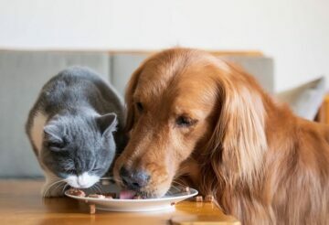 Healthy Dogs Need Proper Diet