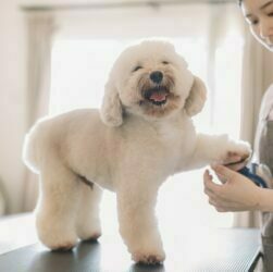 Dog Grooming