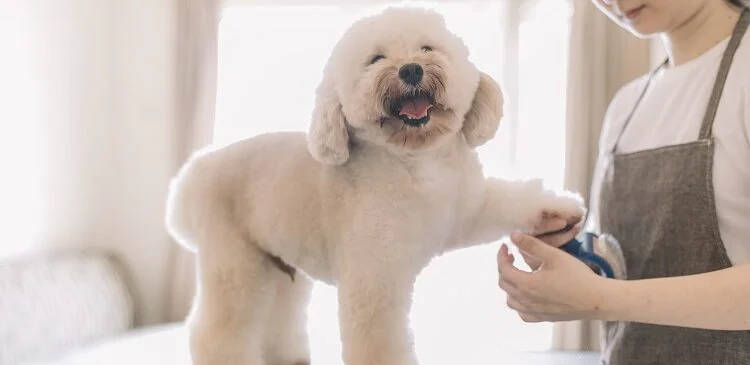 The Importance of Dog Grooming Dog Grooming
