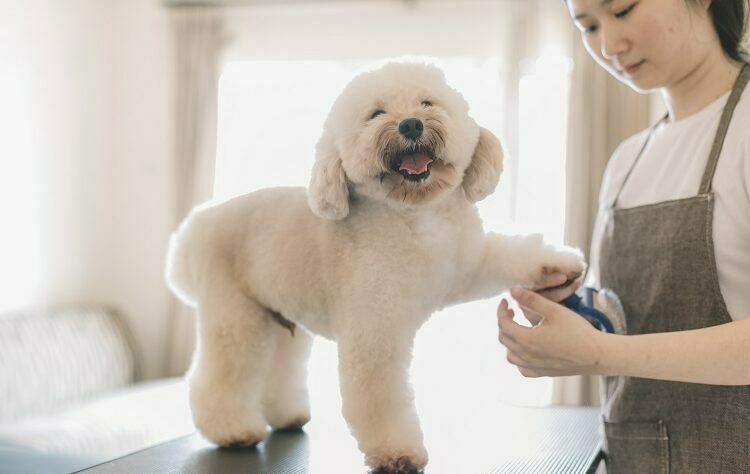 Dog Grooming
