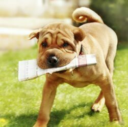 How to Teach an Old Dog New Tricks How to Teach an Old Dog New Tricks