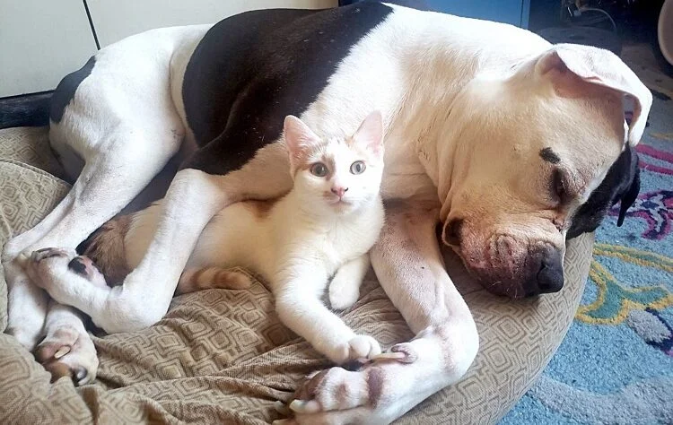 Things To Consider While Feeding Puppies And Kittens