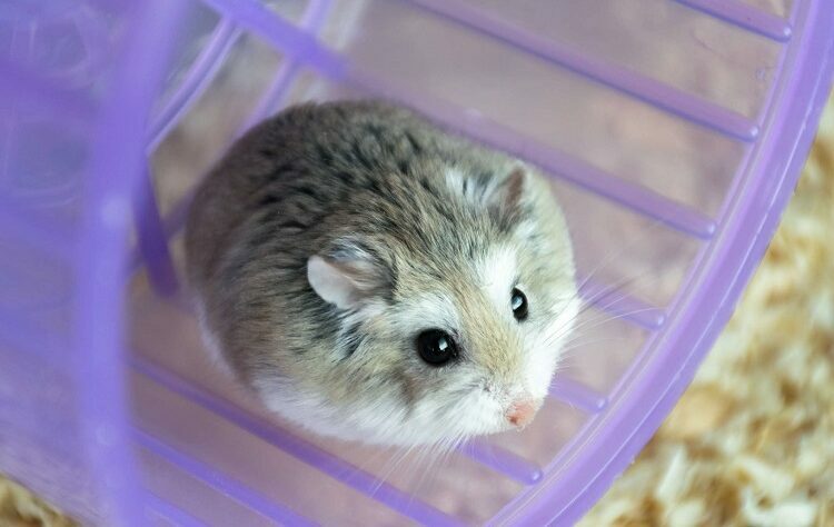 Good Pets for Small Children Are the Roborovski Hamsters