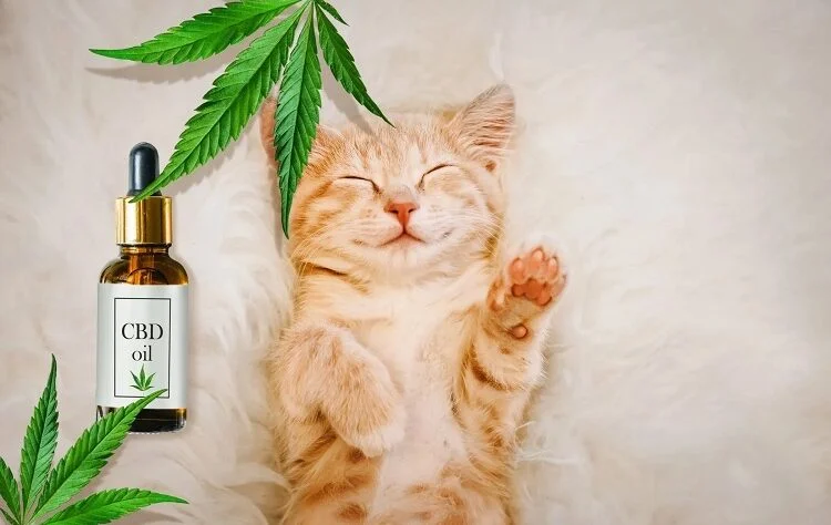 CBD Oil Cat