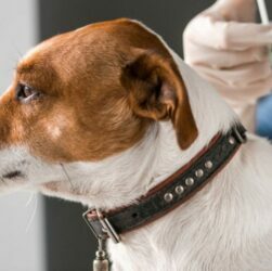 Diabetes Insipidus In Dogs
