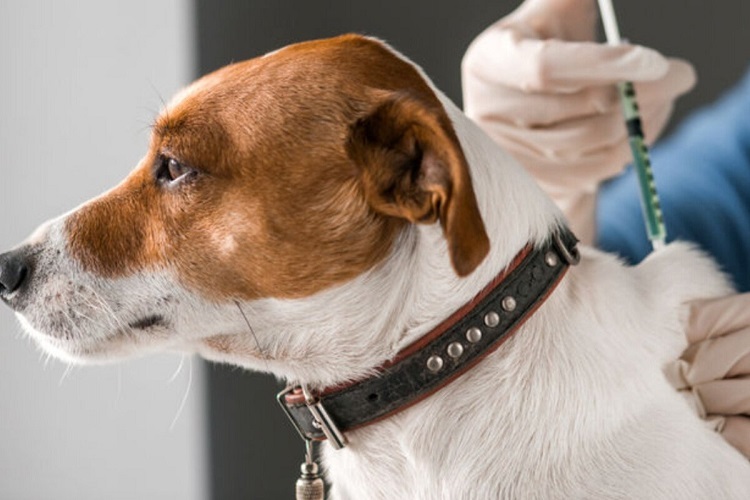 diabetes-insipidus-in-dogs