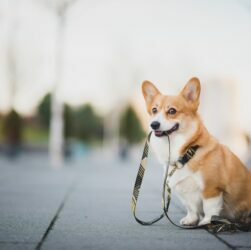 The Horrors of Commercial Pet Food What Every Dog and Cat Owner Should Know
