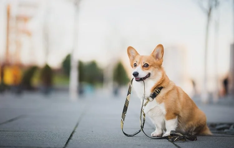 The Horrors of Commercial Pet Food What Every Dog and Cat Owner Should Know