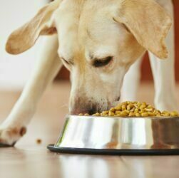 Dog food