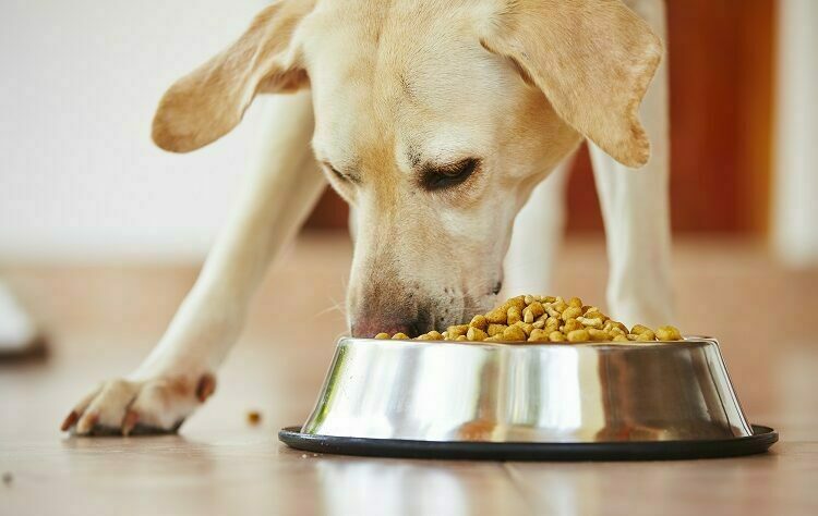 Dog food: which is the best of 2021? Dog food
