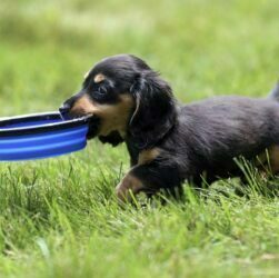 4 Tips To Avoid Pet Scam