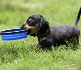 4 Tips To Avoid Pet Scam