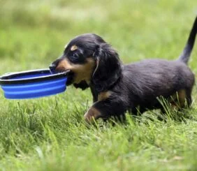 4 Tips To Avoid Pet Scam