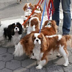 Dogs For Working People
