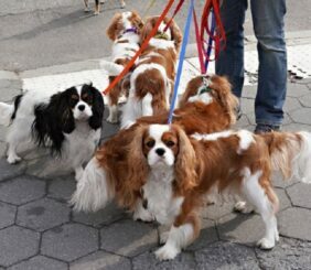 Dogs For Working People
