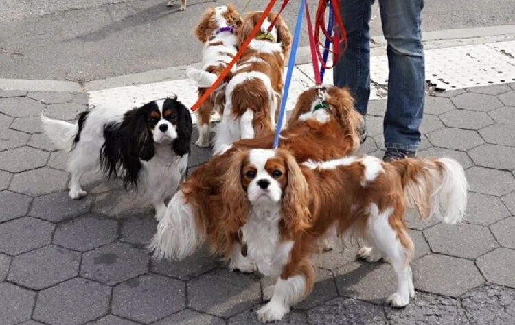 Dogs For Working People