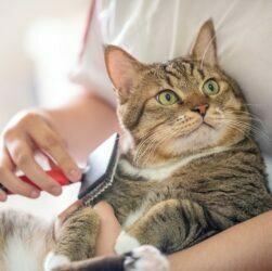 Cat Care