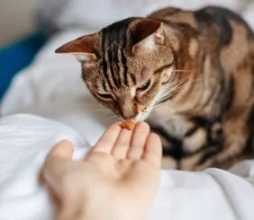 Cats Healthy And Natural Treats