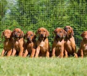 Dog Breeders