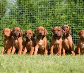 Dog Breeders