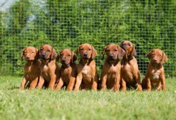 Dog Breeders