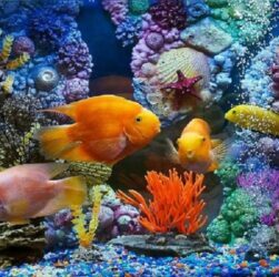 Tropical Fish