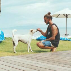 Feed a Dog