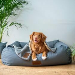 Pet-Friendly Living