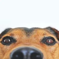 Dog Safe