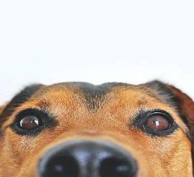 Dog Safe
