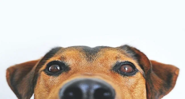 Dog Safe