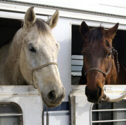 Transport Your Horse